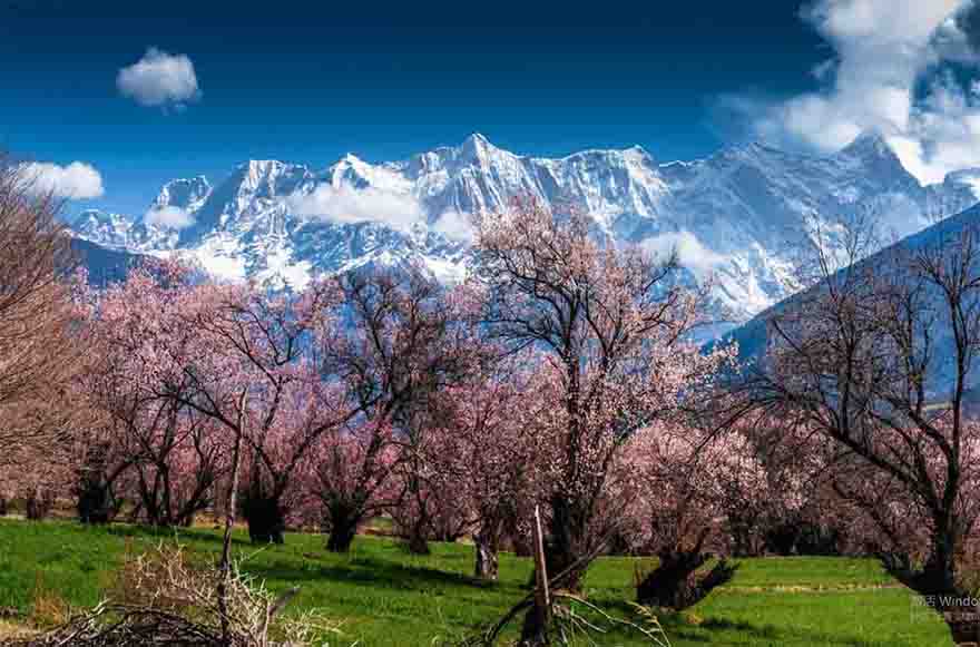 川进青出自驾游路线图;林芝桃花.jpg